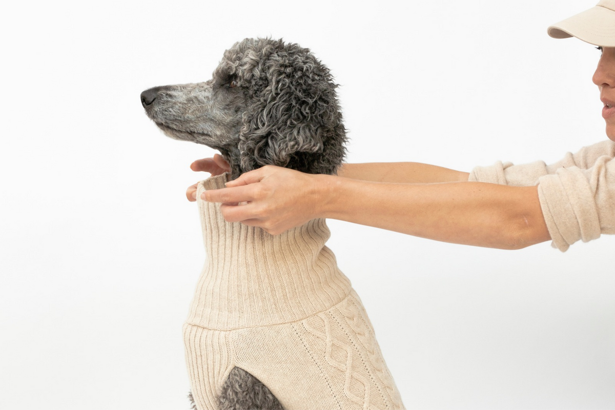 A dog in a knitted sweater being measured with a tape measure around the chest