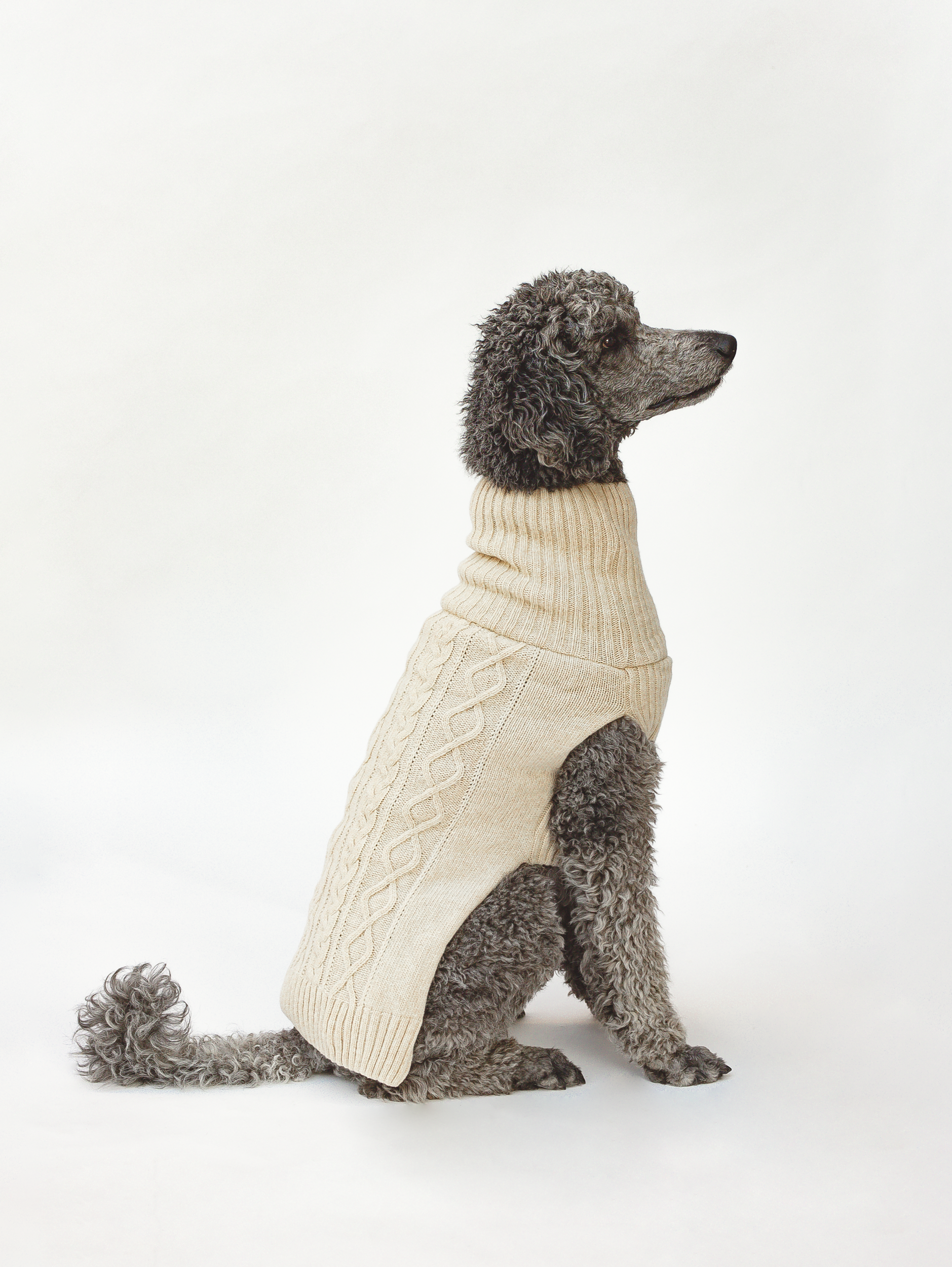 Koiran neule, palmikko, vaalea beige